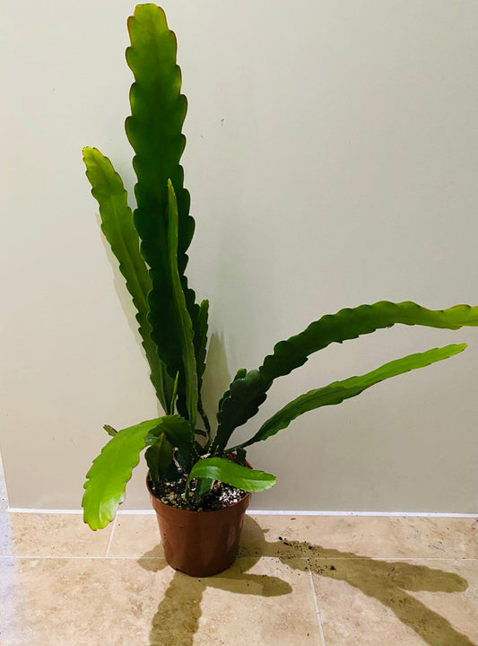 Epiphyllum Hybrid Sarah Courant in 12cm pot Cassandra's Plants