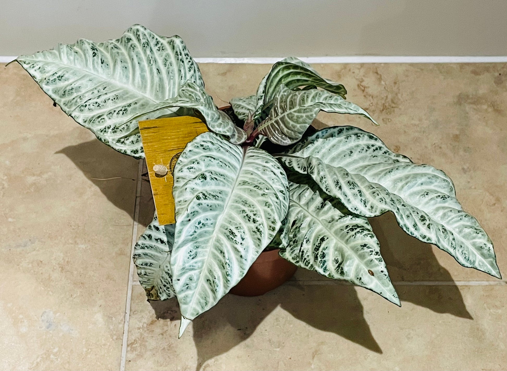 Aphelandra Squarrosa White Wash 12cm Pot Cassandra's Plants