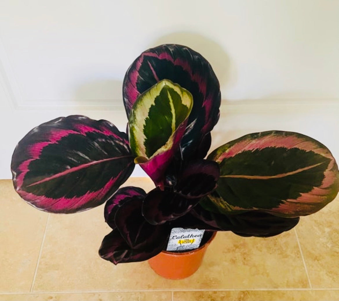 Calathea Little Princess 14cm Pot Cassandra's Plants