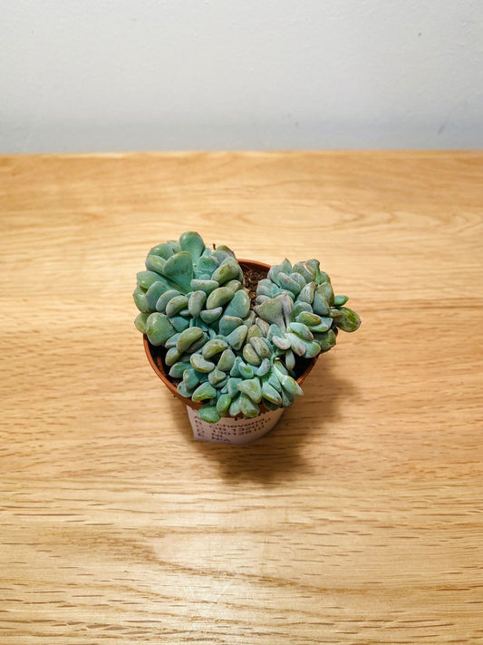 Echeveria Cubic Frost Cristata in 5.5cm pot Cassandra's Plants