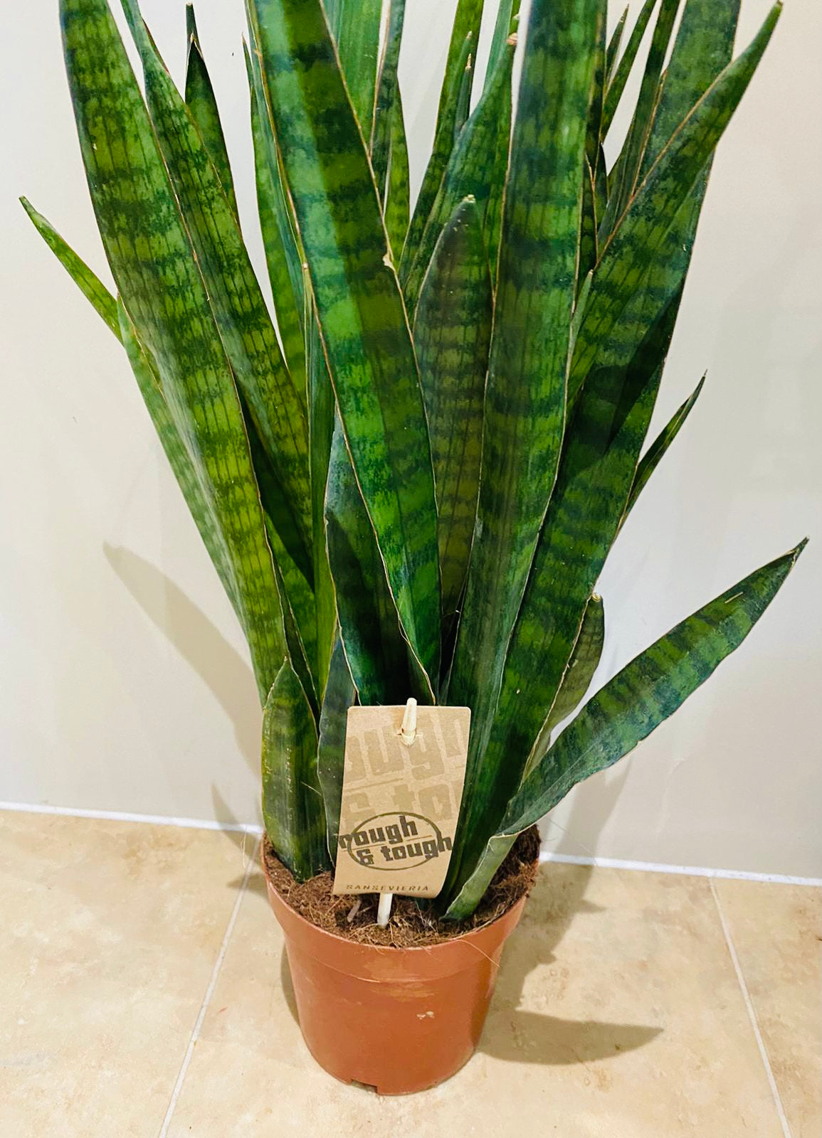 Sansevieria Aubrytiana Ayo Crown