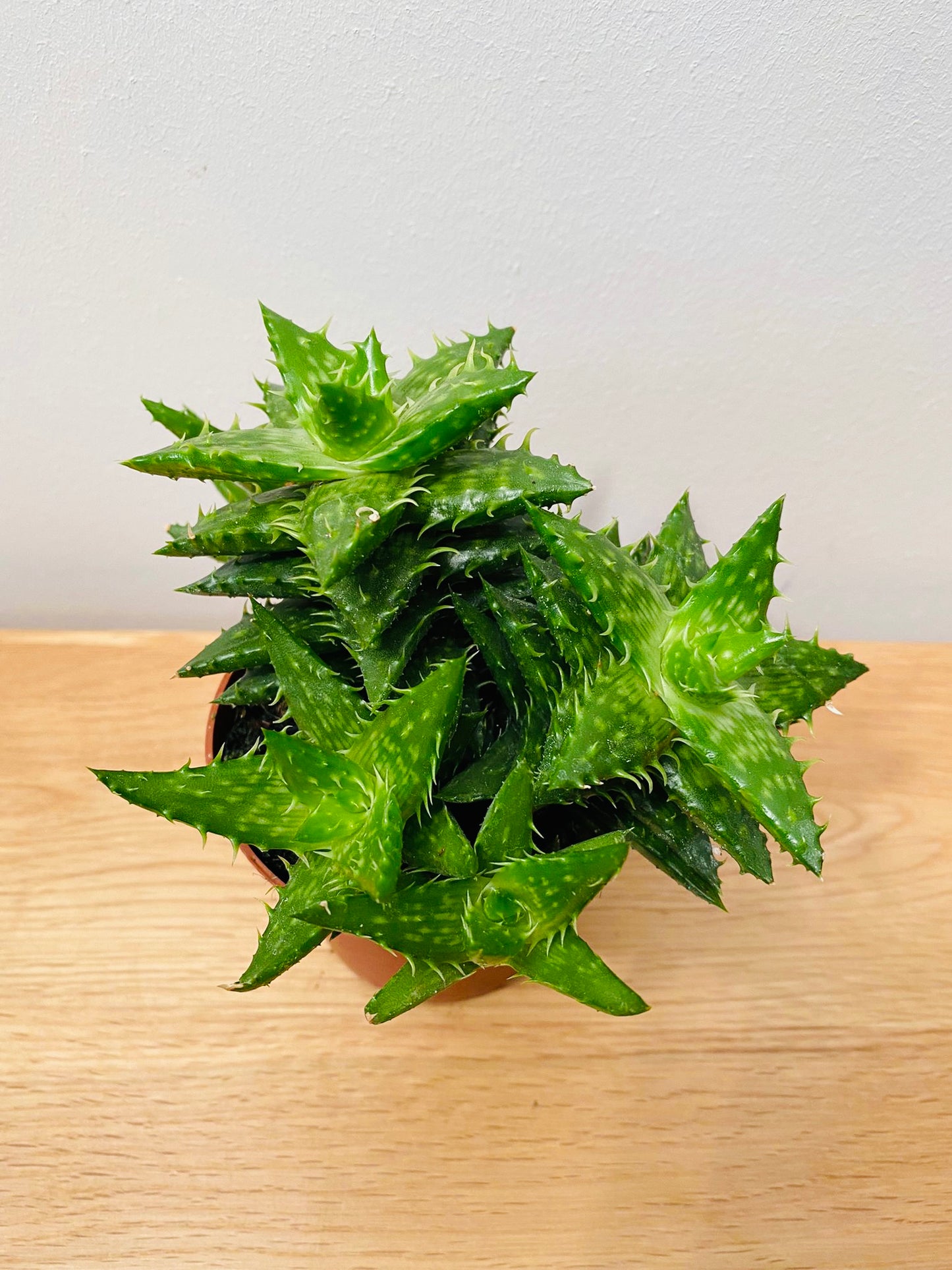 Aloe Squarrosa 8.5cm Pot Cassandra's Plants