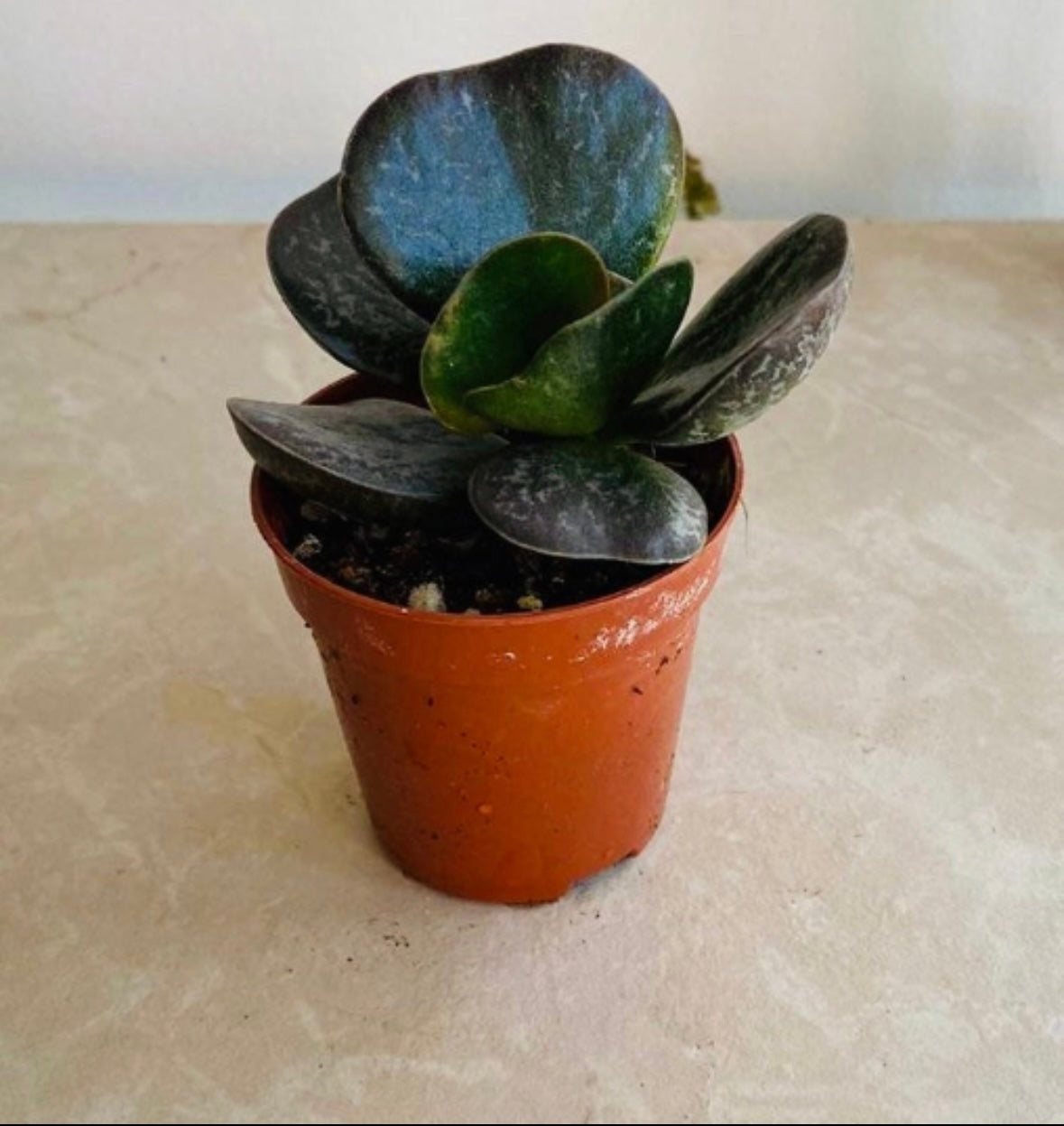 Adromischus Maculatus 5.5cm Pot Cassandra's Plants