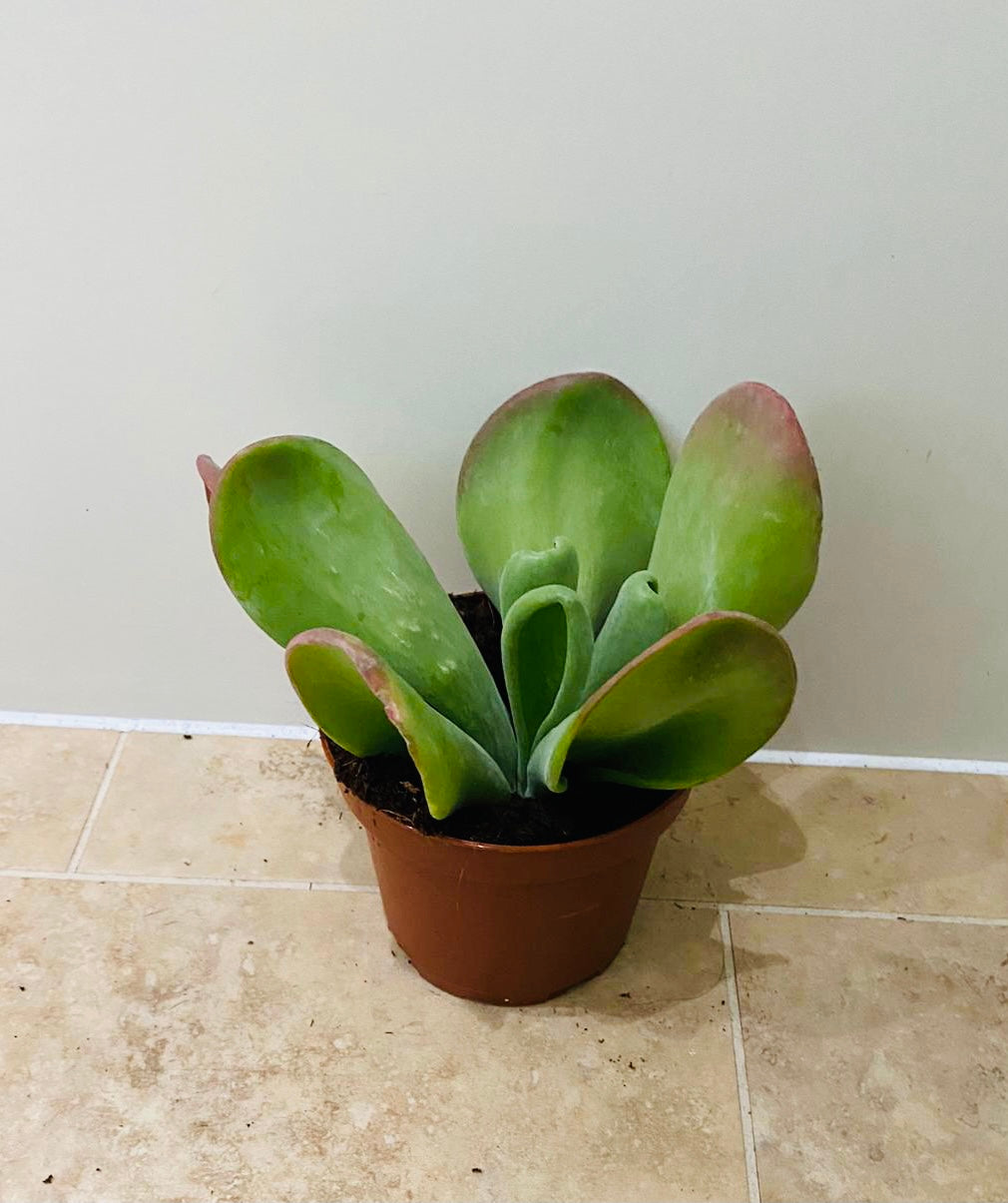 Kalanchoe Oricula Lady Finger in 12cm Pot Cassandra's Plants