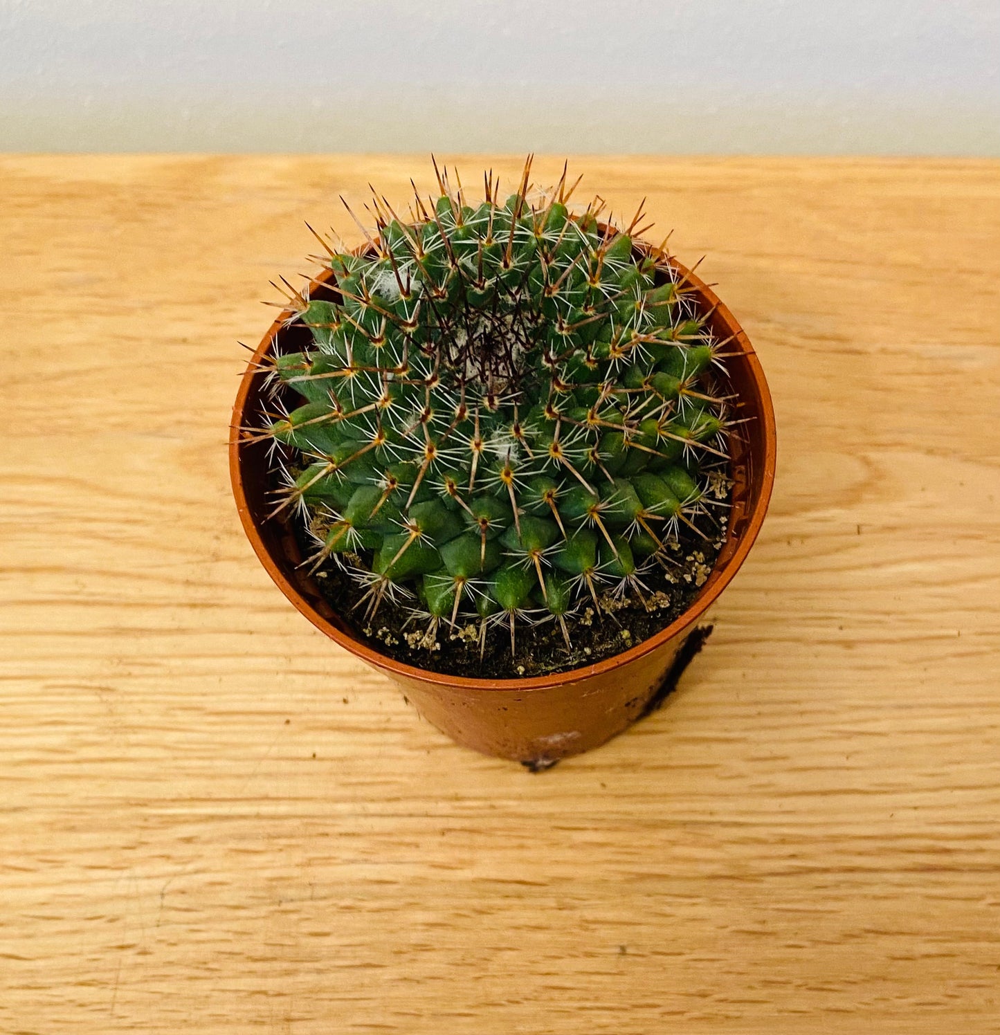 Mammillaria Melanocentra Cactus in 5.5cm Pot Cassandra's Plants