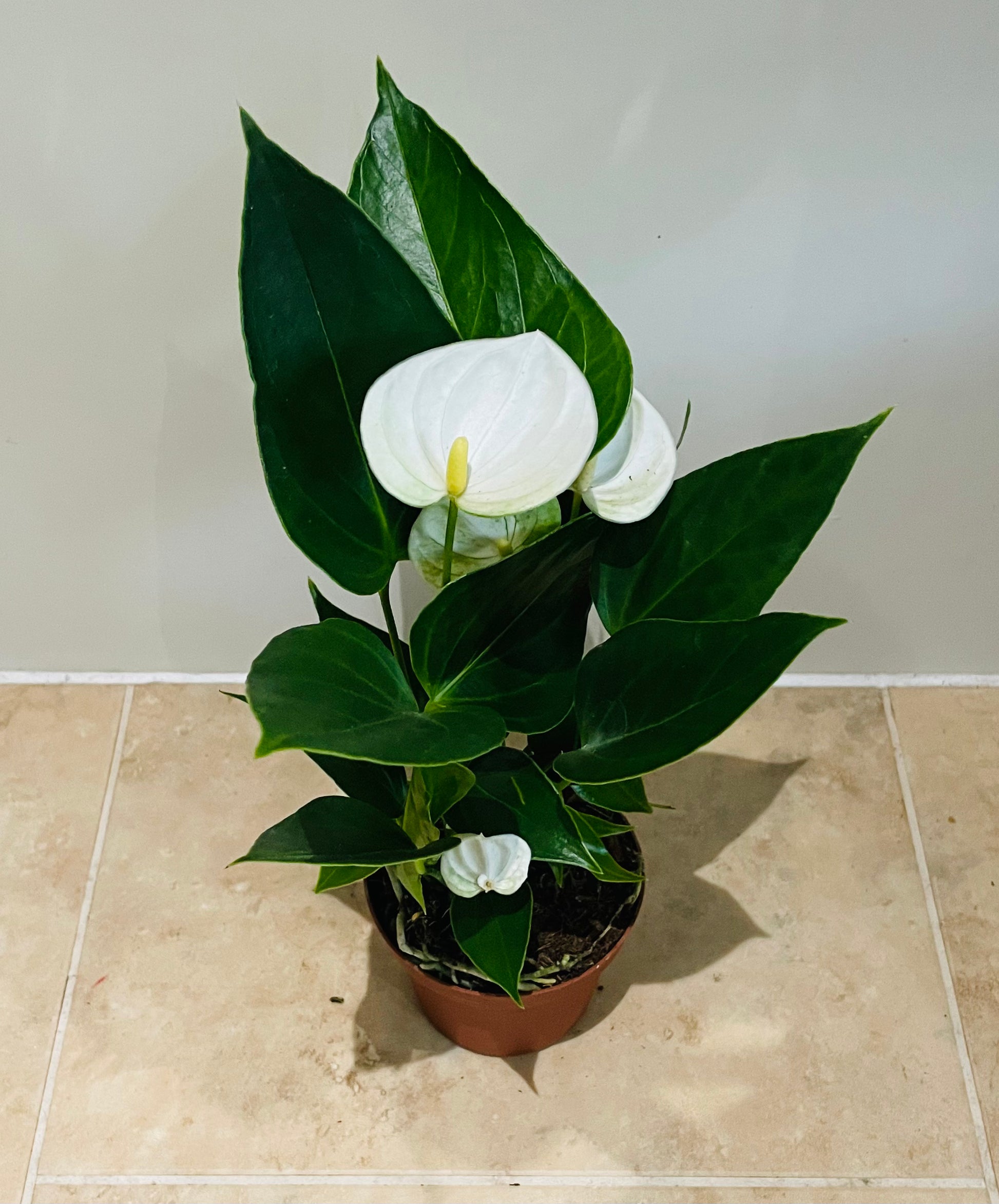 Anthurium Adraeanum White Flamingo Flower in a 7cm pot