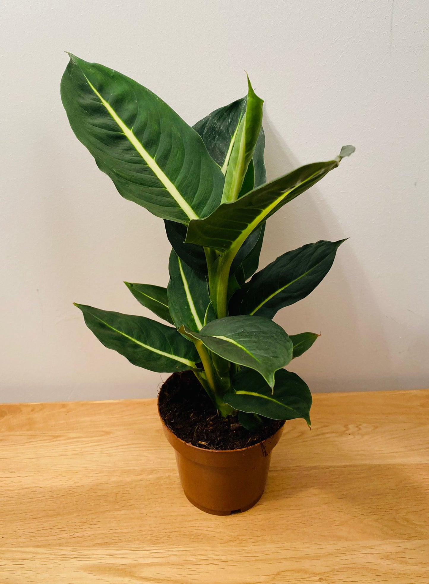 Dieffenbachia Green Magic 12cm pot Cassandra's Plants