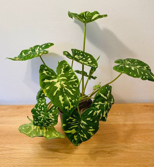 Caladium Hilo Beauty 12cm Pot Cassandra's Plants