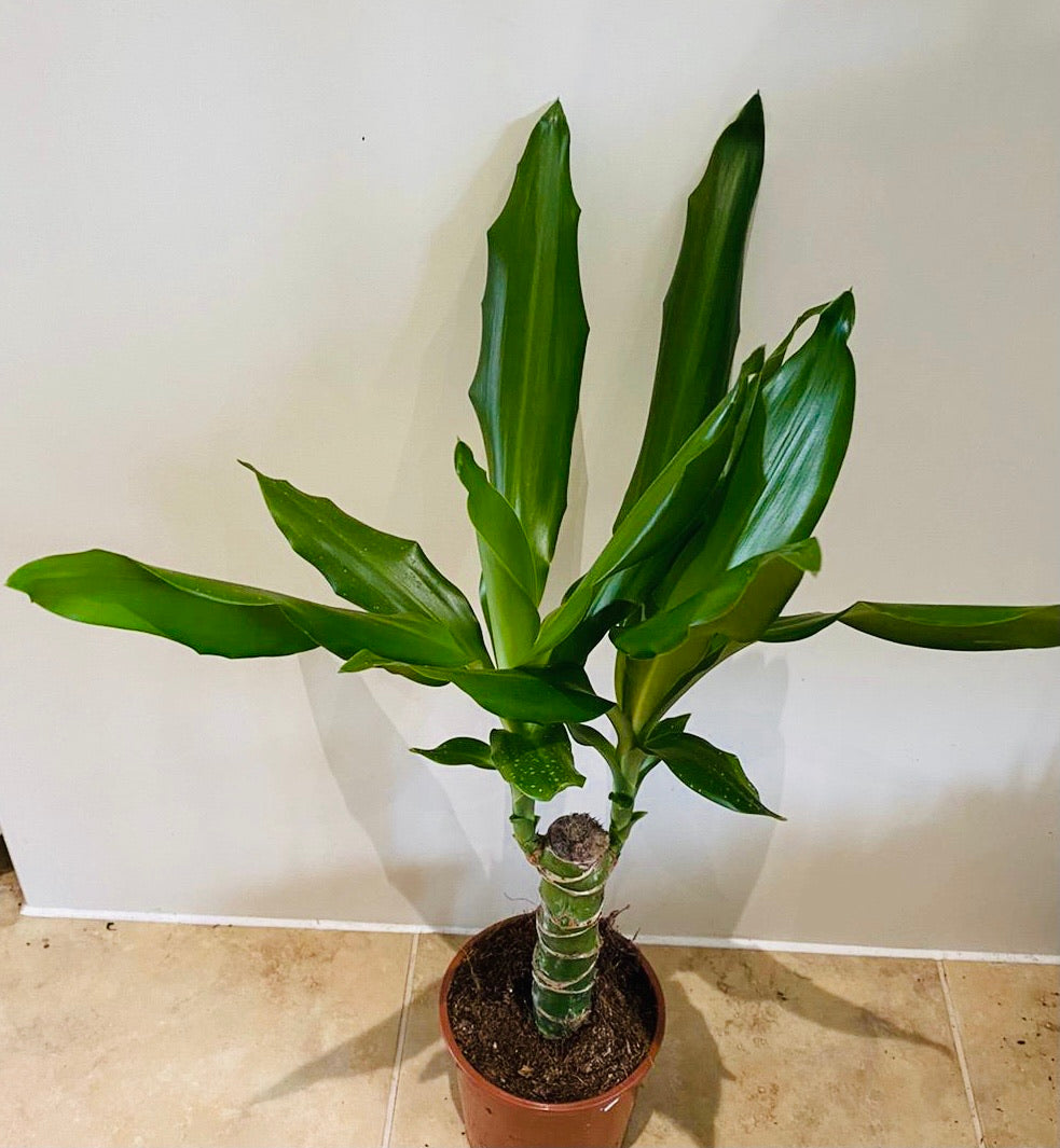 Dracaena Steudneri in a 11cm pot Cassandra's Plants