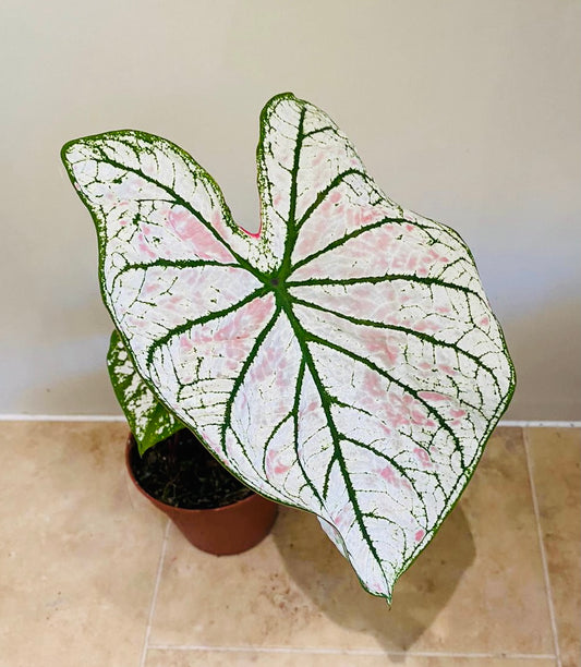 Caladium Strawberry Star 12cm Pot Cassandra's Plants