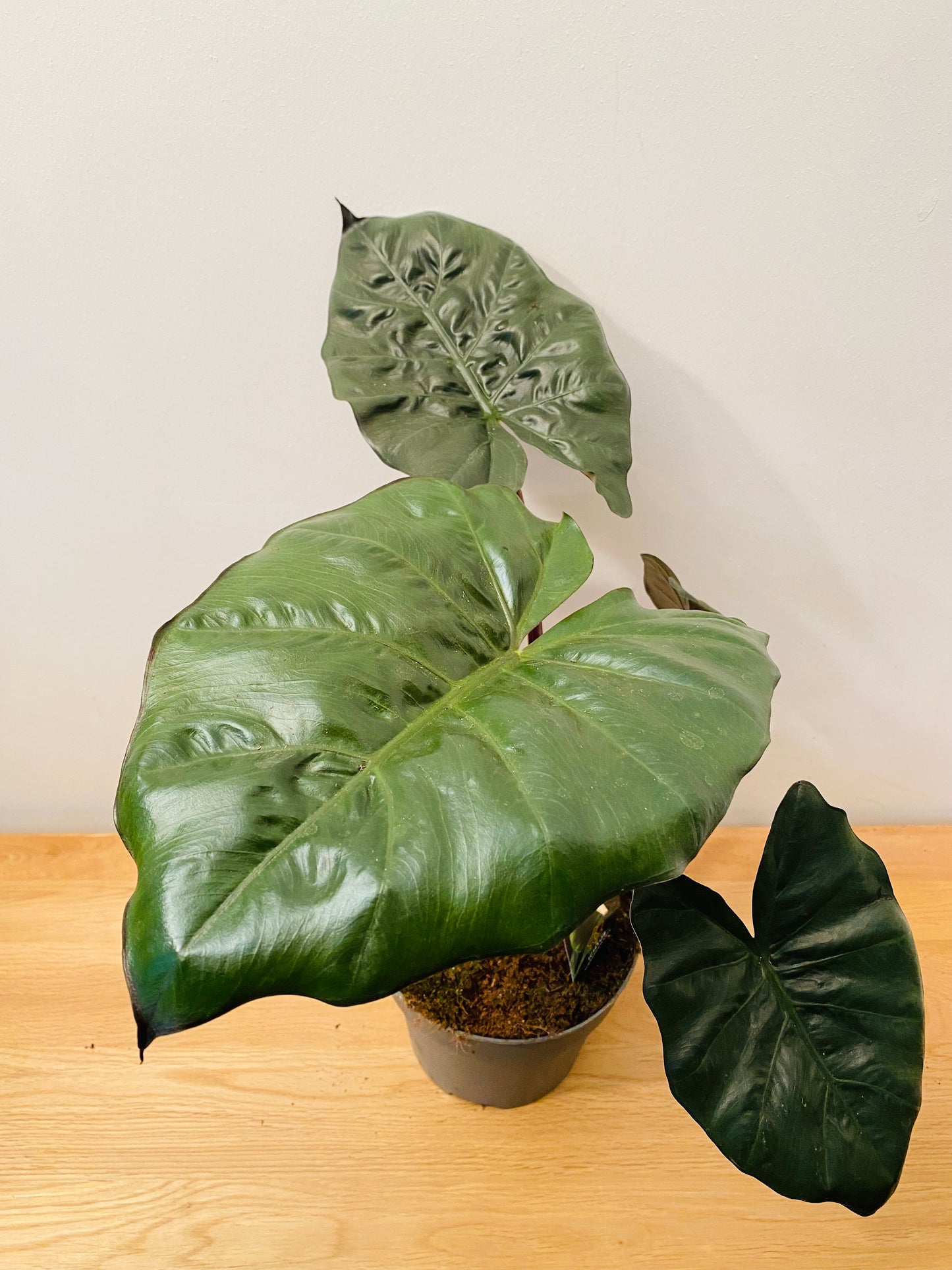 Alocasia Yucatan Princess 17cm Pot Cassandra's Plants