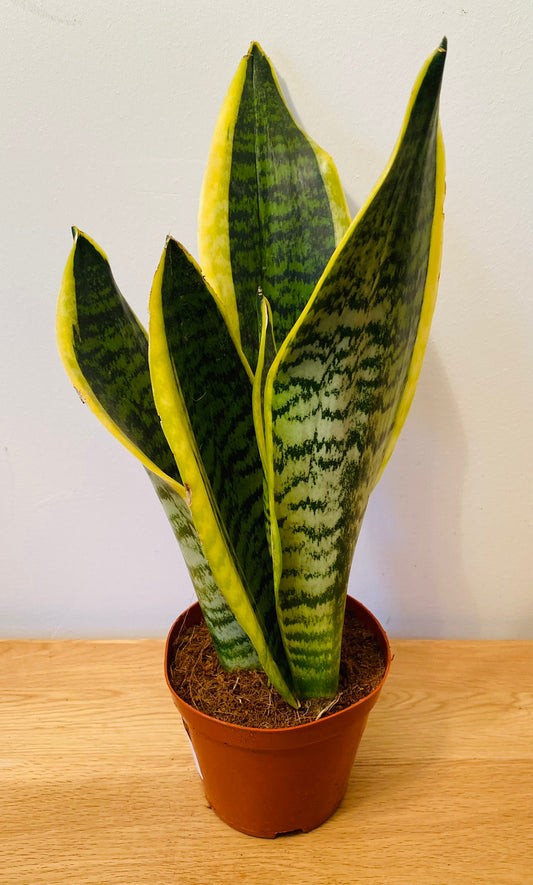 Sansevieria Trifasciata Laurentii