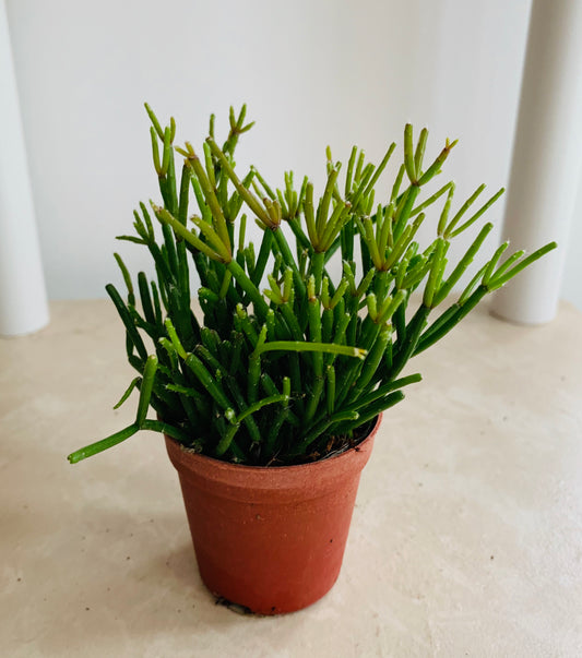 Rhipsalis Cassutha "Mistletoe Cactus" Cassandra's Plants