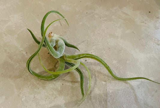 Tillandsia Bulbosa Cassandra's Plants