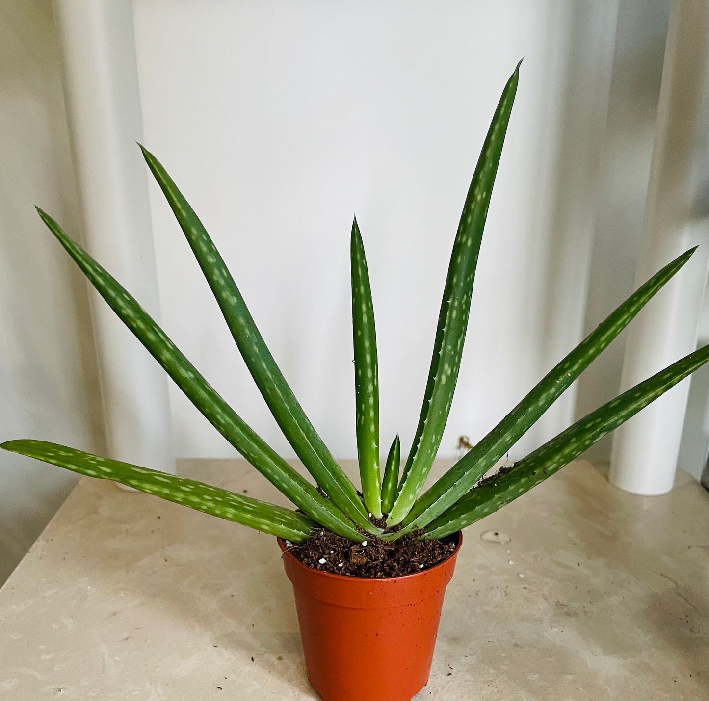 Aloe Vera 5.5cm Pot Cassandra's Plants 