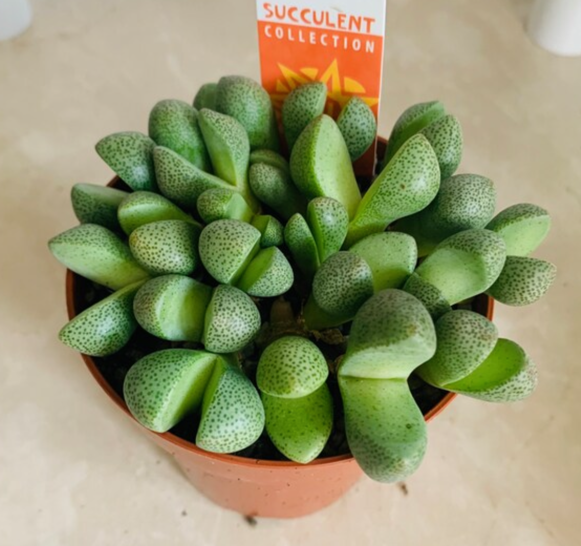 Pleiospilos Nelii Split Rock in 8.5cm pot Cassandra's Plants