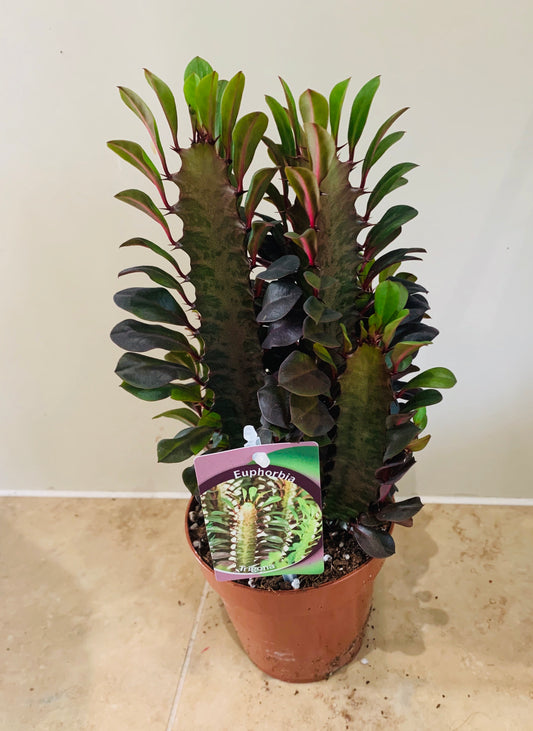 Euphorbia Trigona Rubra African Milk Tree Cassandra's Plants