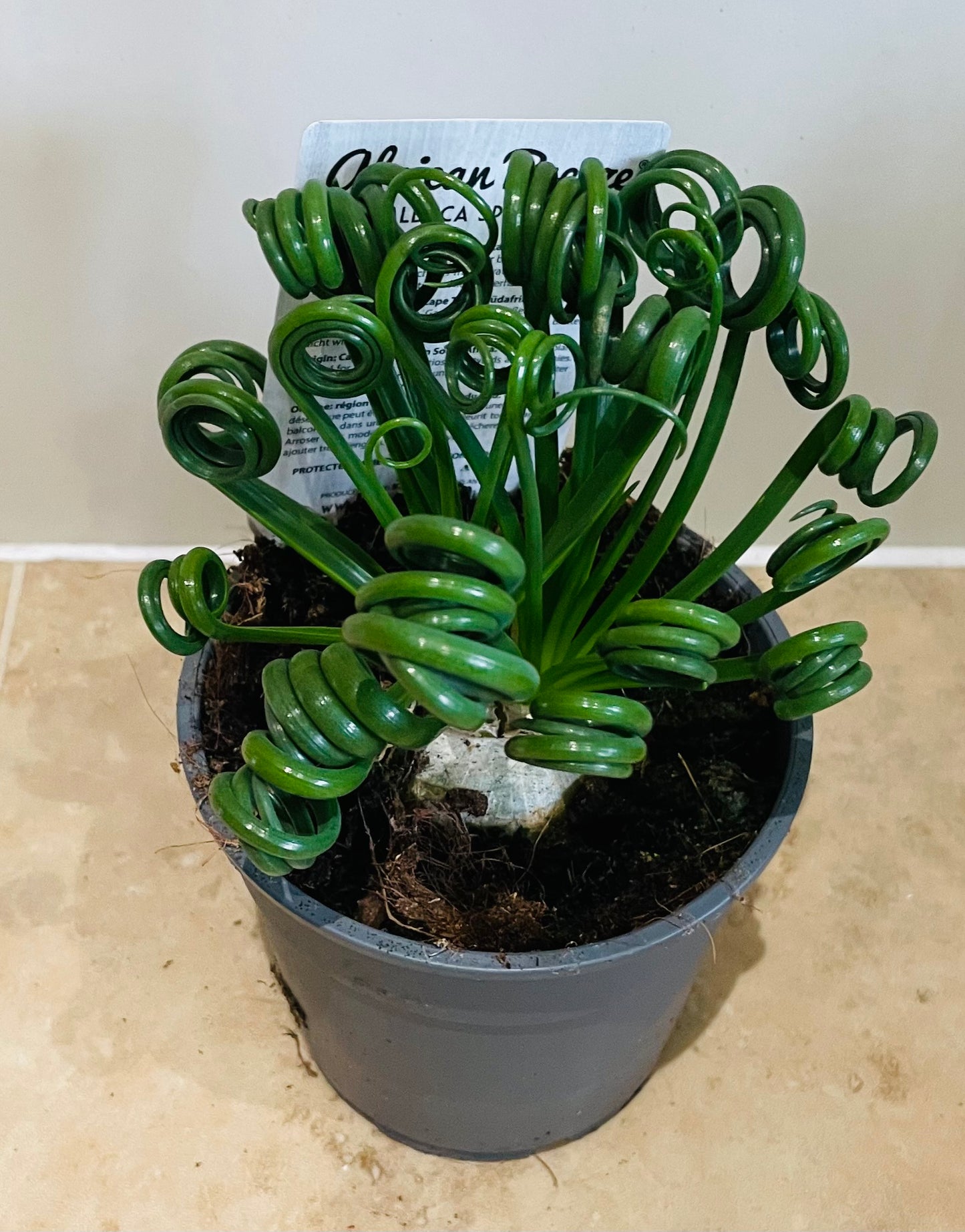 Albuca Spiralis Corkscrew 12cm Pot Cassandra's Plants