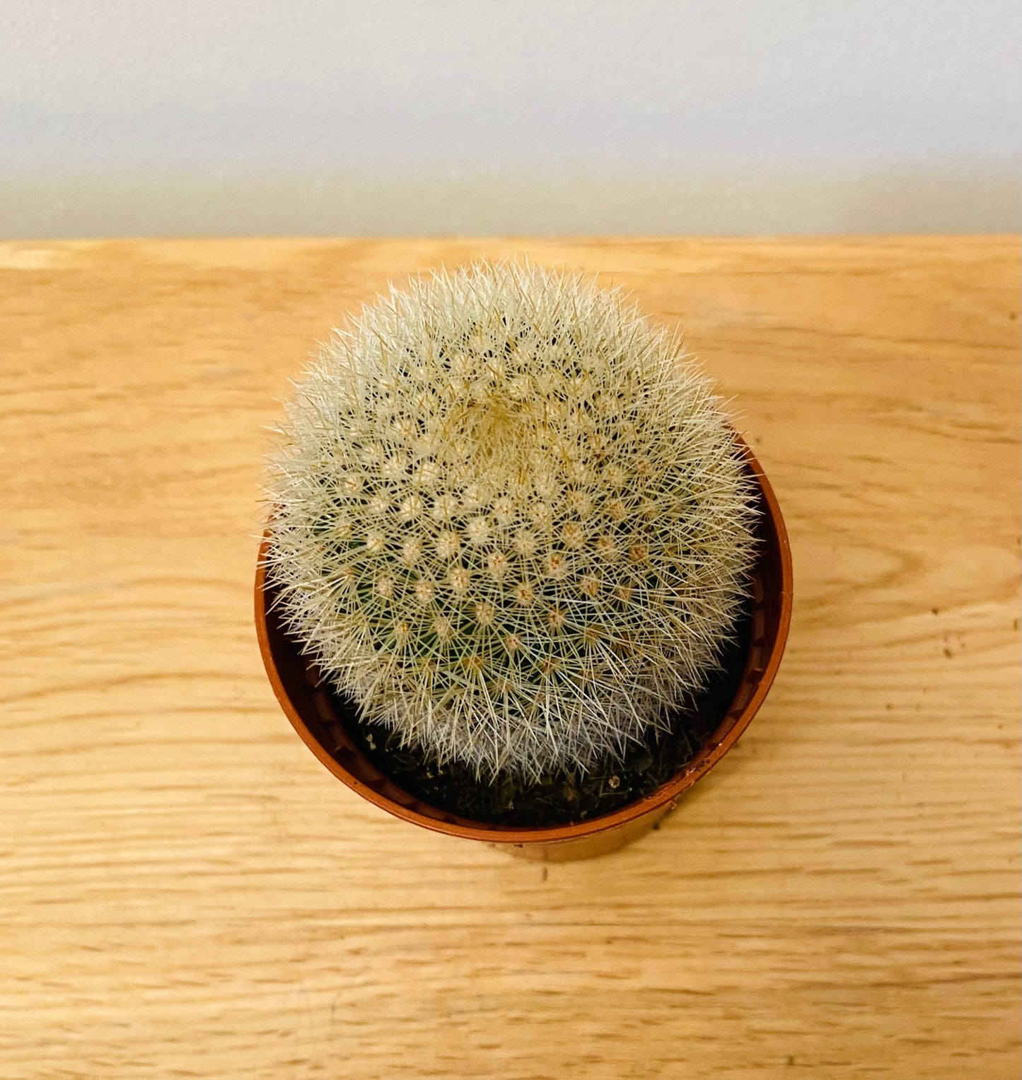 Mammillaria Pilcayensis in 5.5cm Pot Cassandra's Plants