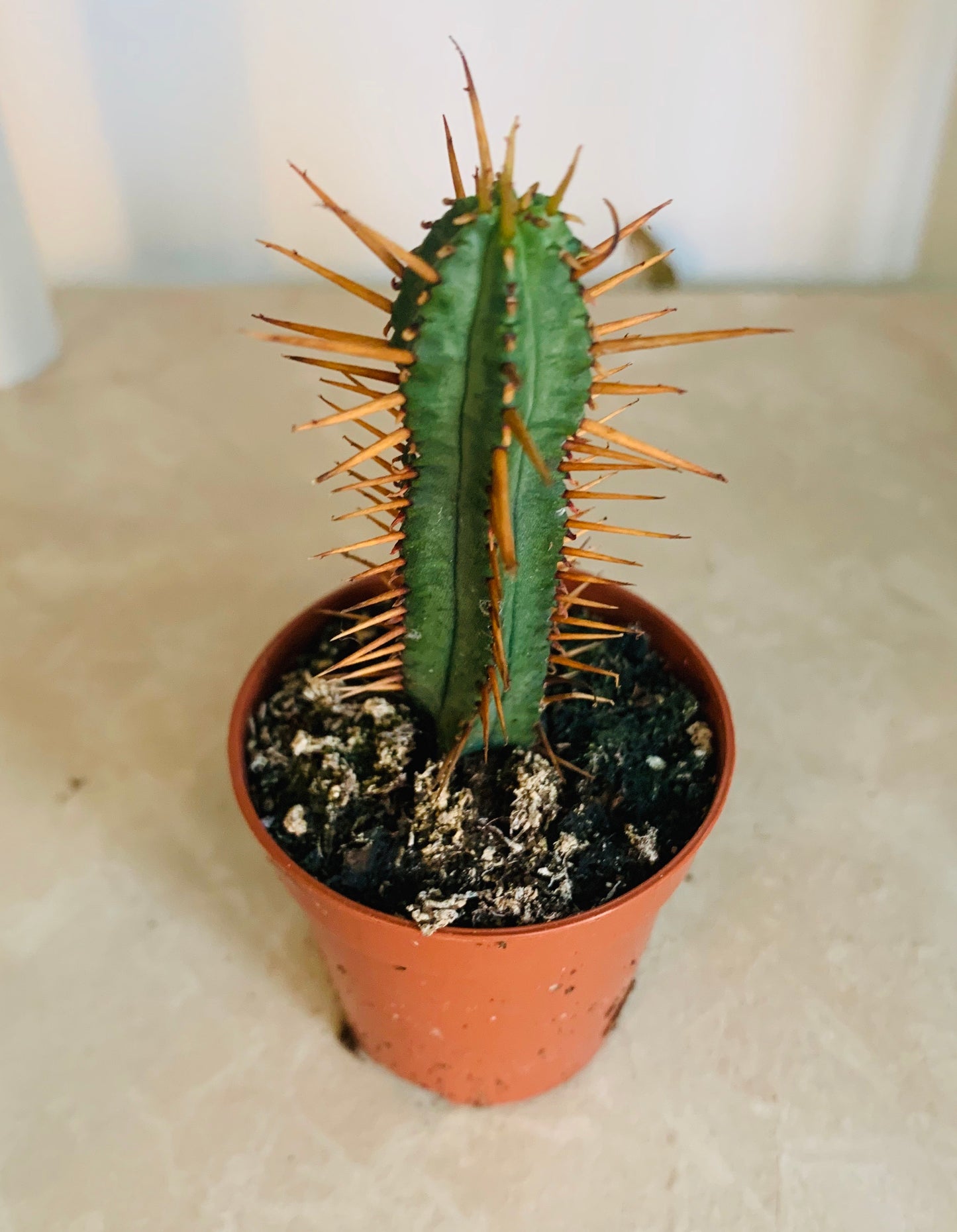 Euphorbia Pentagona 5.5cm Pot Cassandra's Plants