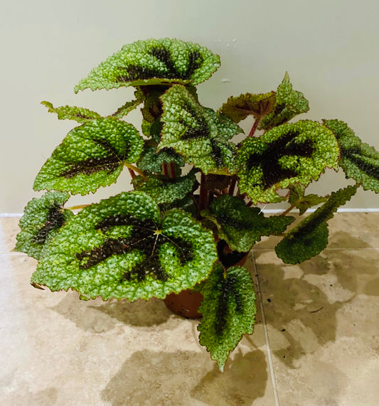 Begonia Masoniana Iron Cross 12cm Pot Cassandra's Plants