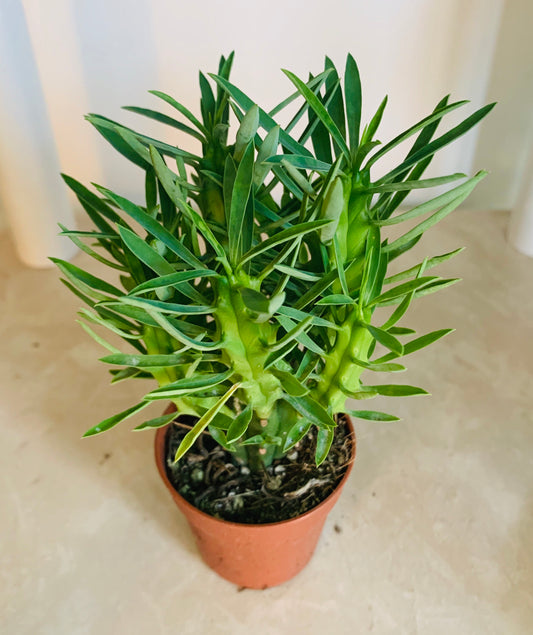 Euphorbia Loricata Cassandra's Plants