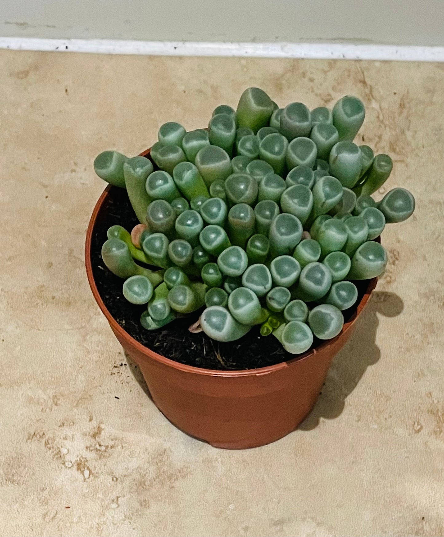 Fenestraria Rhopalophylla Babies Toes Cassandra's Plants