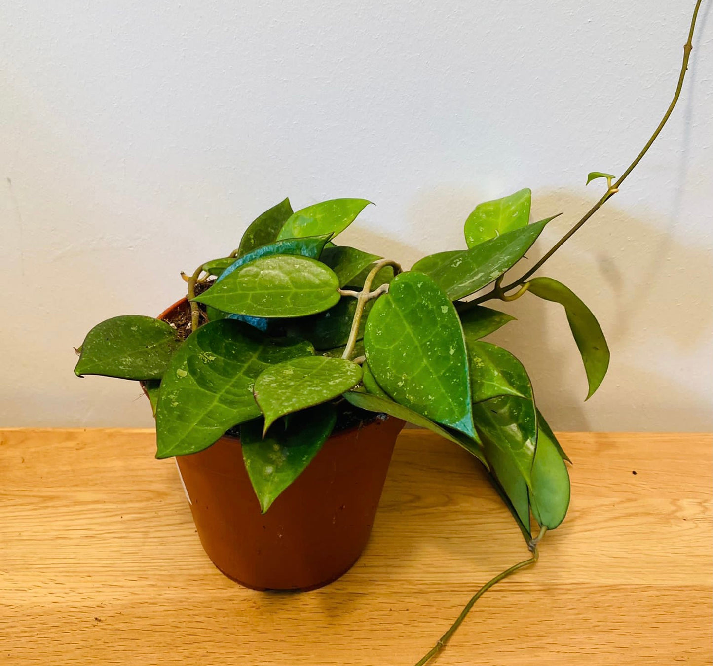 Hoya Parasitica Black Margin 12cm Pot Cassandra's Plants