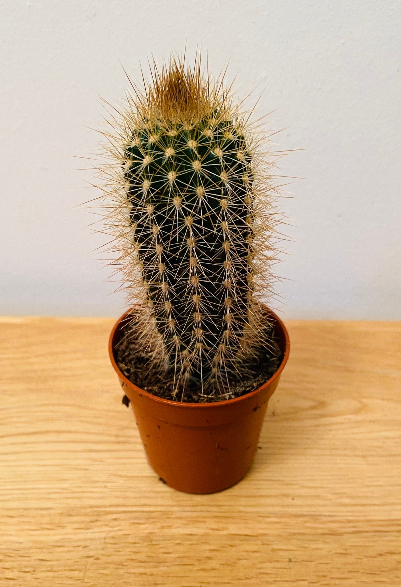 Pilocereus Chrysostele Cactus in 5.5cm Pot Cassandra's Plants