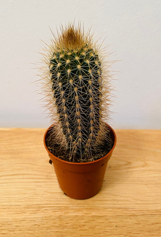 Pilocereus Chrysostele Cactus in 5.5cm Pot Cassandra's Plants