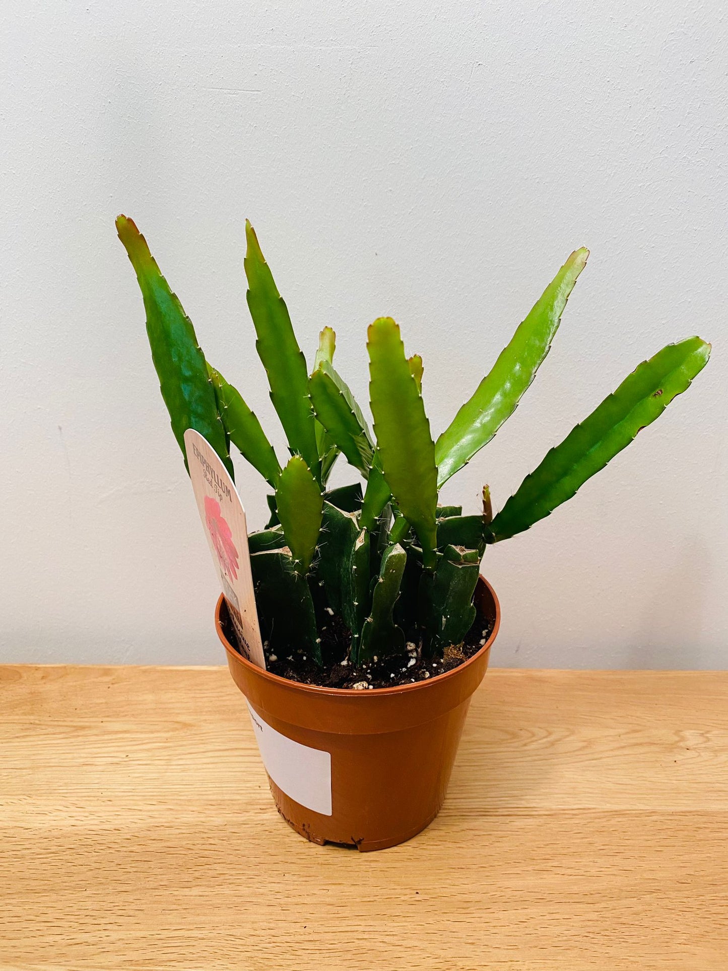 Epiphyllum Red Tip in 12cm pot Cassandra's Plants