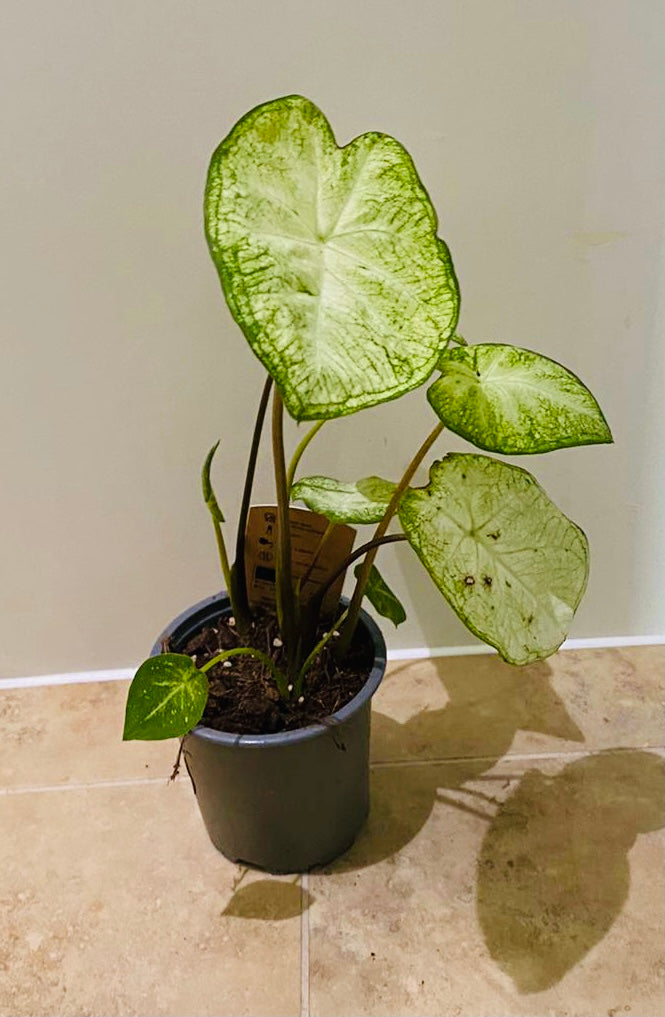 Caladium Snow Drift 10.5cm Pot Cassandra's Plants