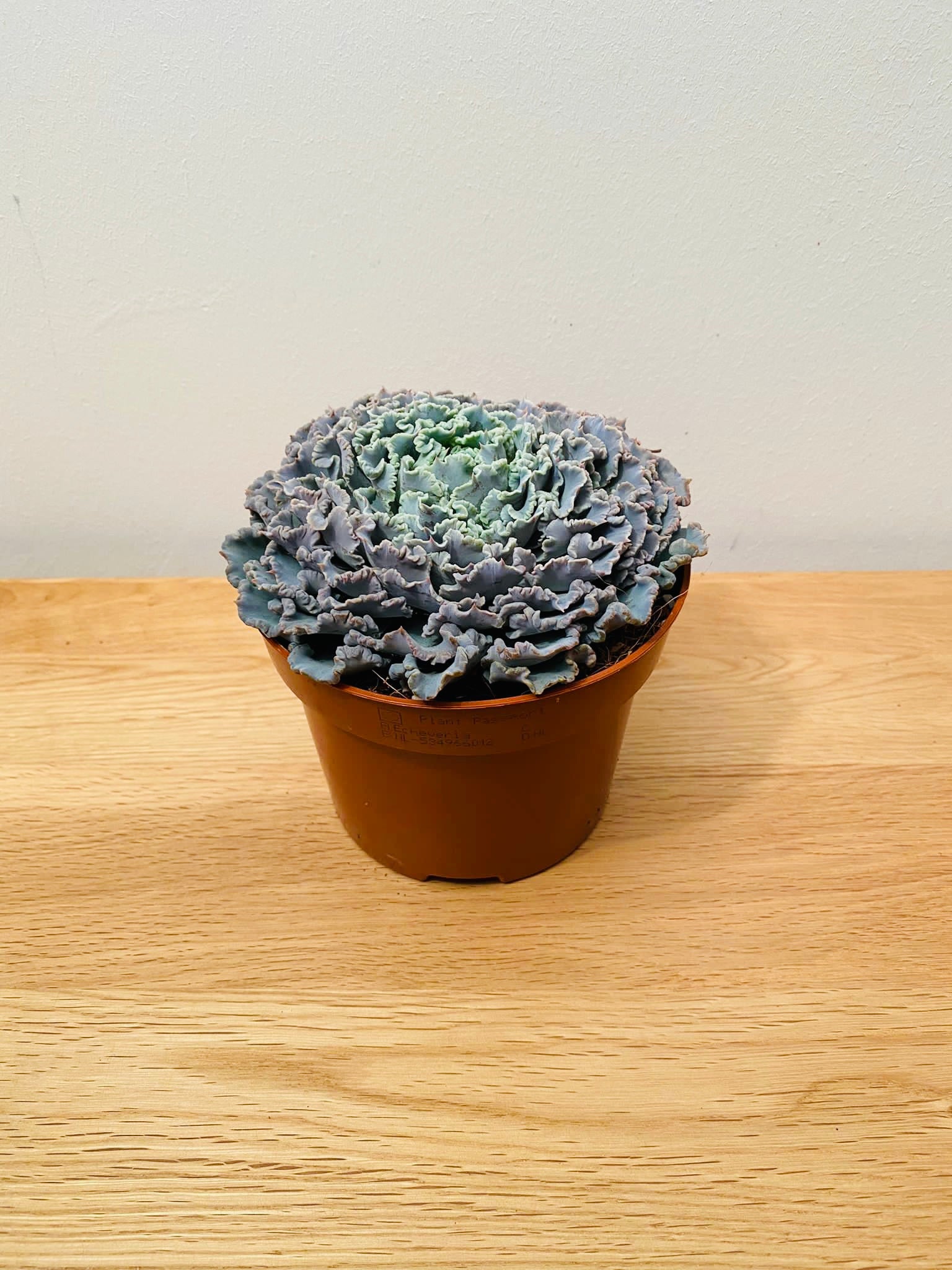 Echeveria Shaviana Curly Pearl in 12cm Pot Cassandra's Plants