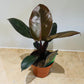 Philodendron Black Cardinal in a 12cm Pot Cassandra's Plants