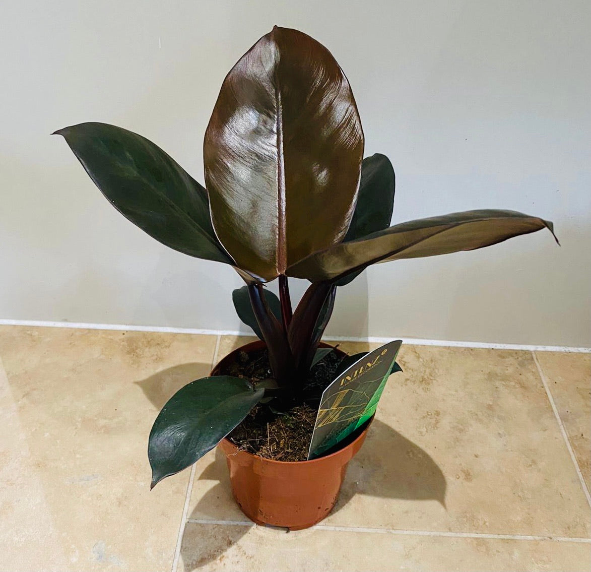 Philodendron Black Cardinal in a 12cm Pot Cassandra's Plants