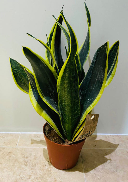 Sansevieria Black Superba In a 14cm pot Cassandra's Plants