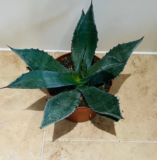 Agave Americana 12cm Pot Cassandra's Plants