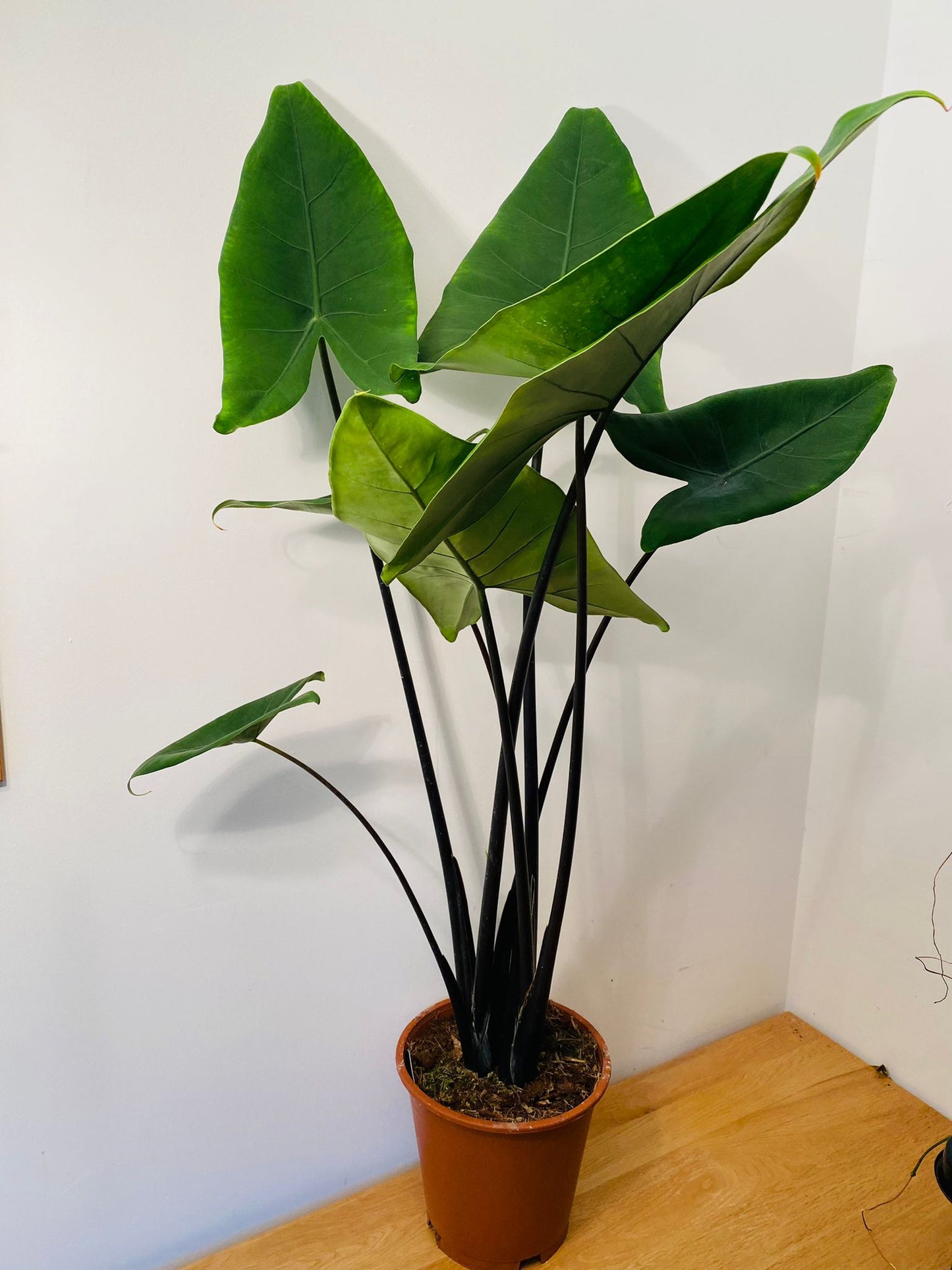 Alocasia Zebrina "Black Stem" 19cm Pot Cassandra's Plants