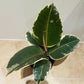 Ficus Elastica Tineke Rubber Plant Cassandra's Plants