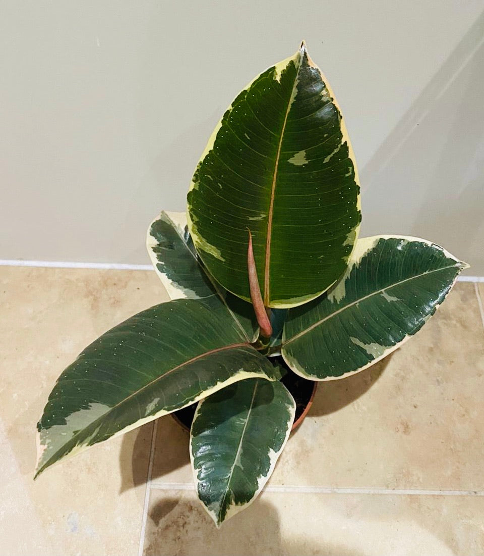 Ficus Elastica Tineke Rubber Plant Cassandra's Plants