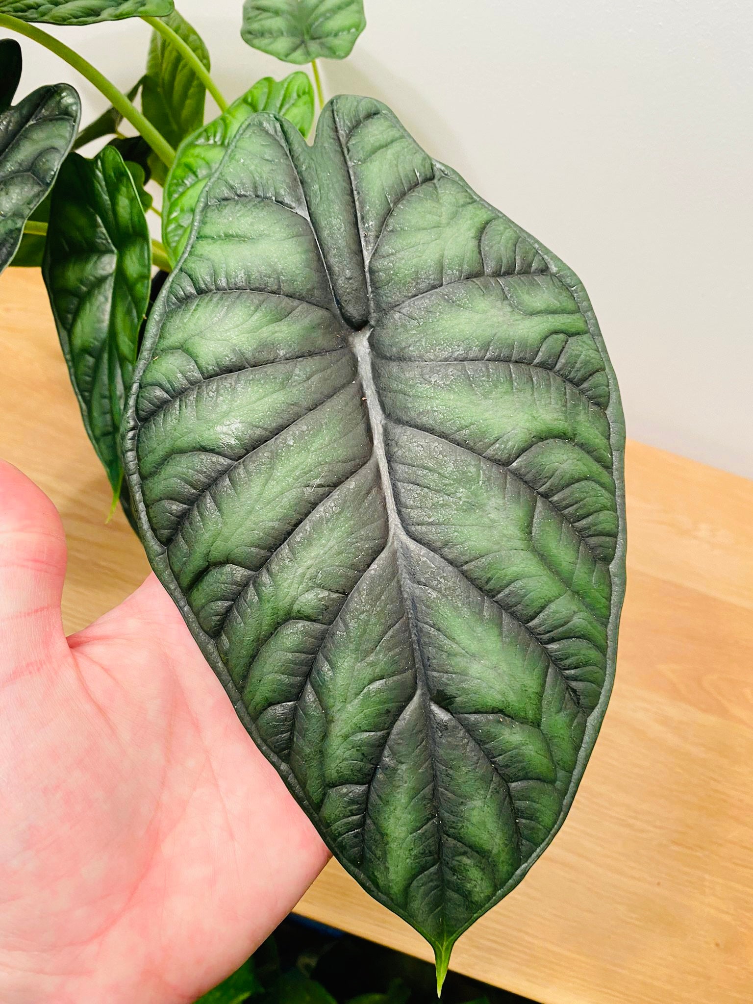 Alocasia Dragon Scale 14cm Pot Cassandra's Plants