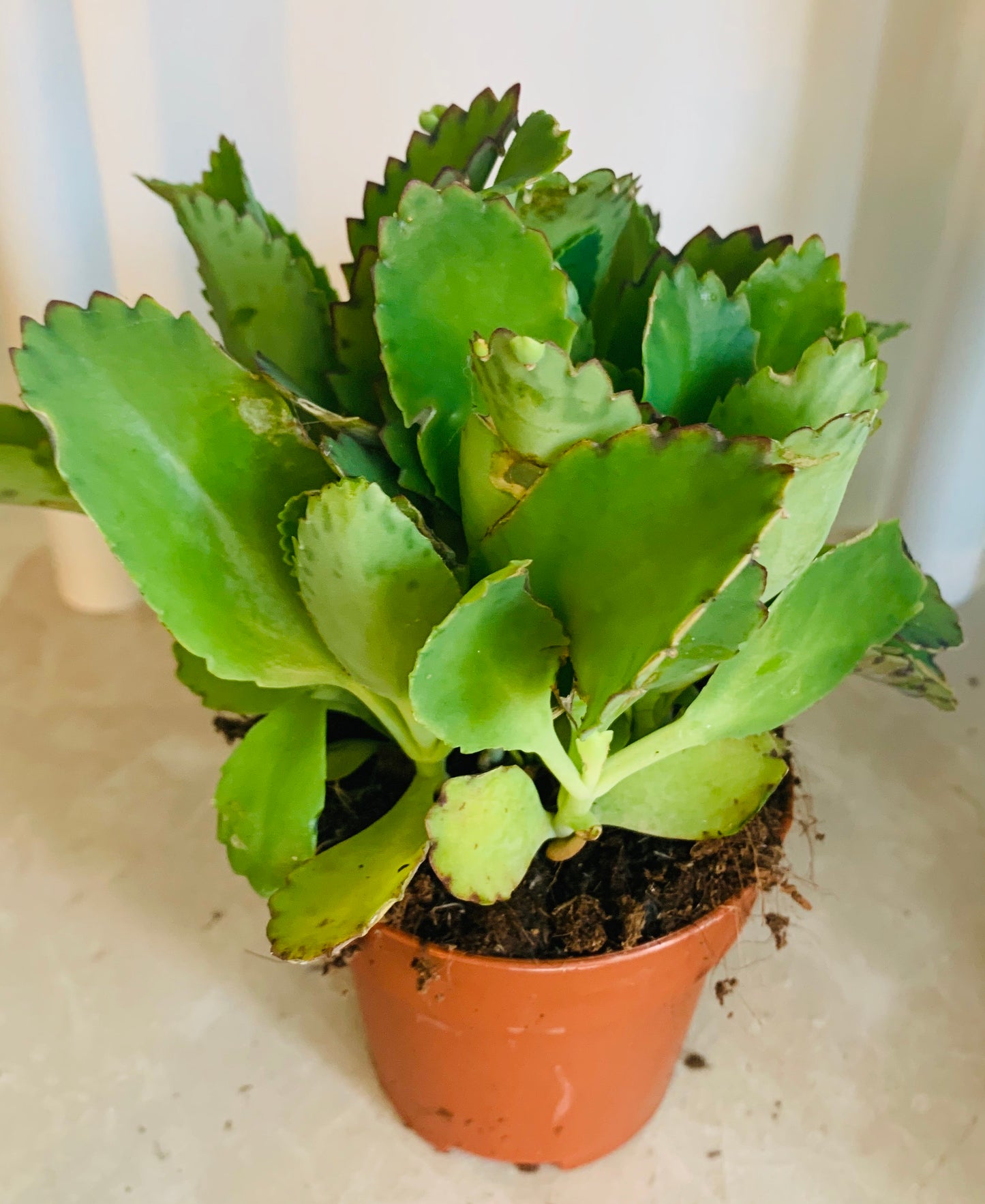 Kalanchoe Diagremontana Cassandra's Plants