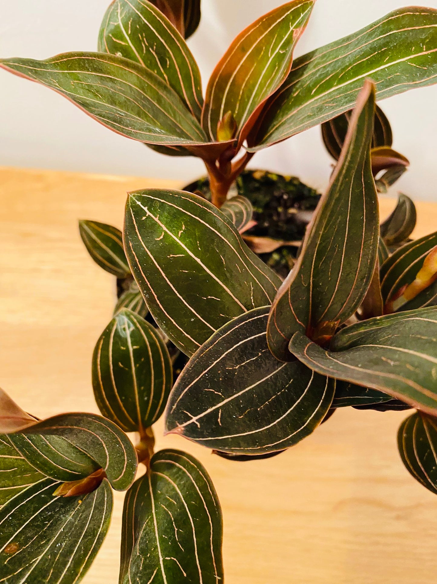 Ludisia Discolor Jewel Orchid in a 12cm pot Cassandra's Plants