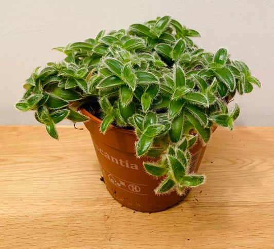 Tradescantia Cyanotis Somalensis Kitten Ears in a 12cm pot Cassandra's Plants