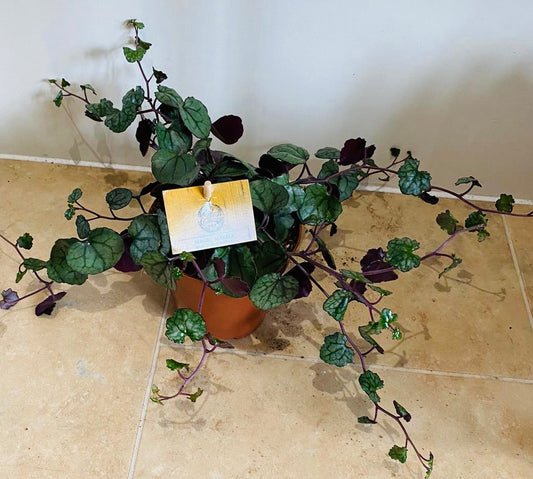 Senecio Mikanoides in a 12cm pot Cassandra's Plants