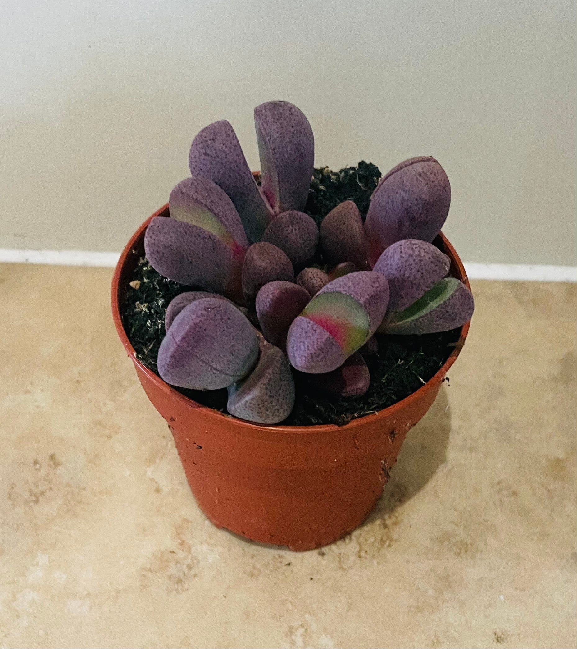 Pleiospilos Nelii Royal Flush Split Rock in 7cm pot Cassandra's Plants