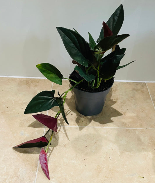 Syngonium Red Arrow in 12cm Cassandra's Plants