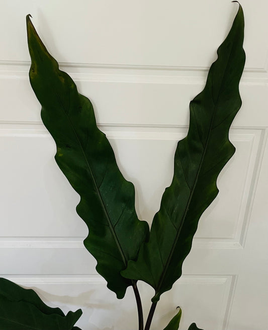 Alocasia Lauterbachiana 19cm Pot Cassandra's Plants