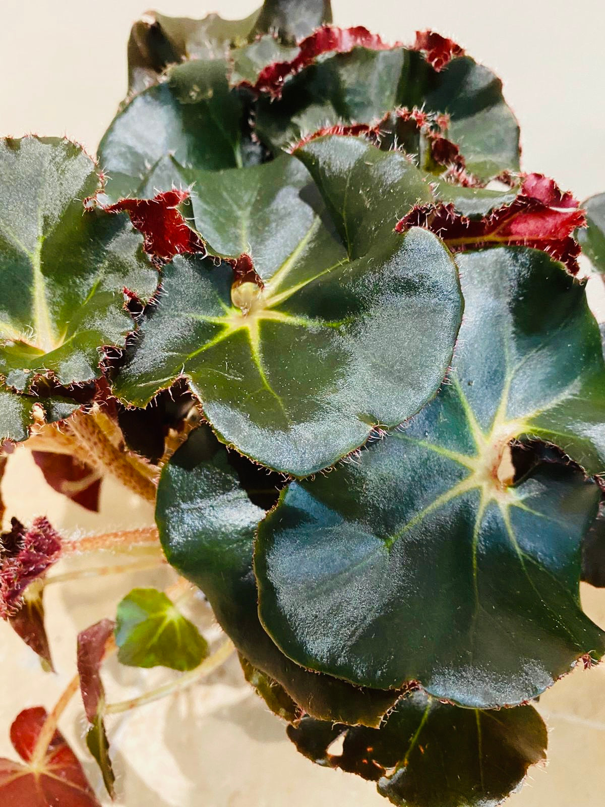 Begonia Erythrophylla Black Jungle – Cassandra’s Plants