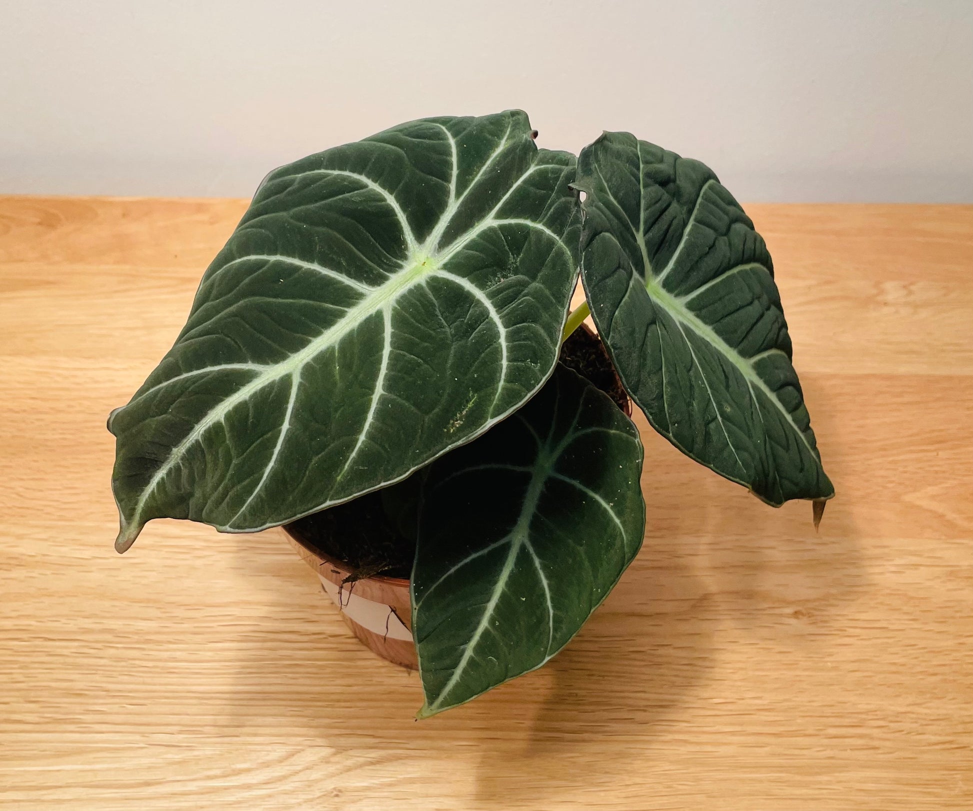 Alocasia Black Velvet 12cm Pot Cassandra's Plants